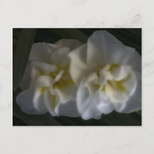 Dromerige Narcissus narcissen Briefkaart