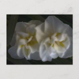 Dromerige Narcissus narcissen Briefkaart