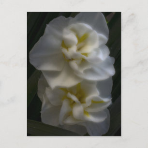 Dromerige Narcissus narcissen Briefkaart