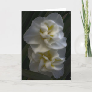 Dromerige Narcissus narcissen Kaart