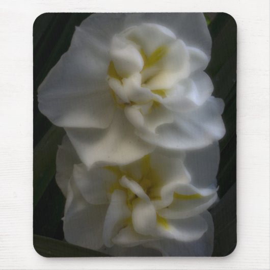 Dromerige Narcissus narcissen Muismat (Voorkant)