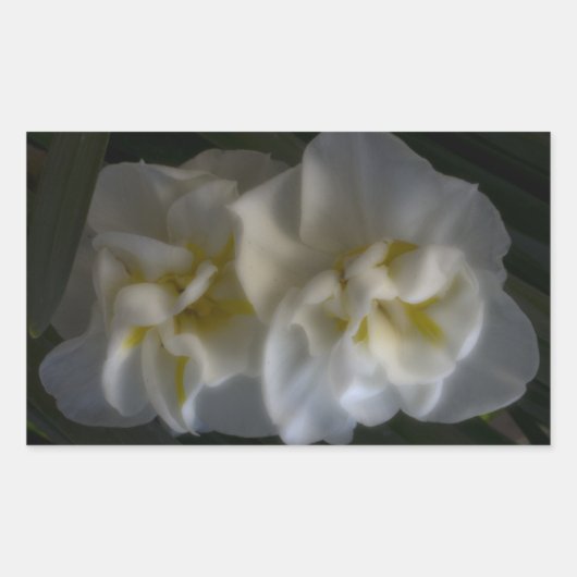 Dromerige Narcissus narcissen Rechthoekige Sticker (Voorkant)
