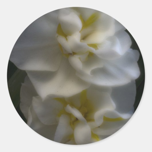 Dromerige Narcissus narcissen Ronde Sticker (Voorkant)