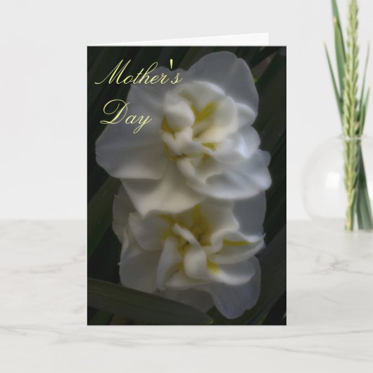 Dromerige Narcissus Narcissus Daffodils Moederdag Kaart (Voorkant)