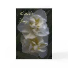 Dromerige Narcissus Narcissus Daffodils Moederdag