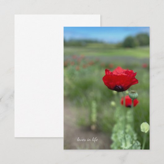 Dromerige rode klaproos notitiekaartje (Voorkant / Achterkant)