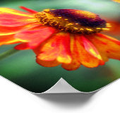 Dromerige Zinnia Bloem Abstracte Kunst  Poster (Hoek)
