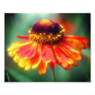 Dromerige Zinnia Flower 8x10 Foto Afdruk