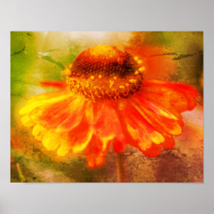 Dromerige Zinnia Flower Distressed Art Poster