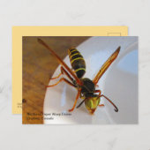 Drone (P. fuscatus) Briefkaart (Voorkant / Achterkant)
