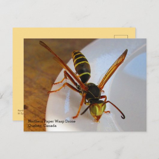 Drone (P. fuscatus) Briefkaart (Voorkant / Achterkant)