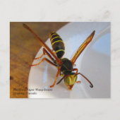 Drone (P. fuscatus) Briefkaart (Voorkant)