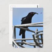 DRONGO BIRD MET ANDER PLATTELANDSQUEENSLAND AUSTRA BRIEFKAART (Voorkant / Achterkant)