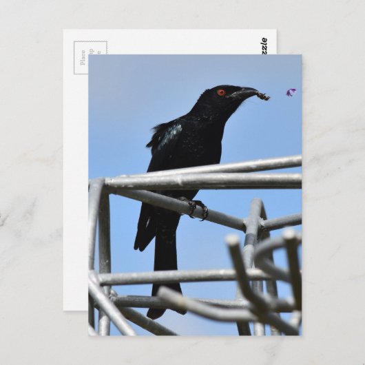 DRONGO BIRD MET ANDER PLATTELANDSQUEENSLAND AUSTRA BRIEFKAART (Voorkant / Achterkant)