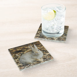 Droog katoenstaartglas Onderzetter