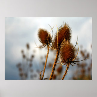 droogteflessen poster