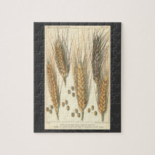 Droogteresistente tarweplant, vintage landbouw legpuzzel