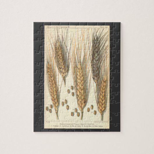 Droogteresistente tarweplant, vintage landbouw legpuzzel (Verticaal)