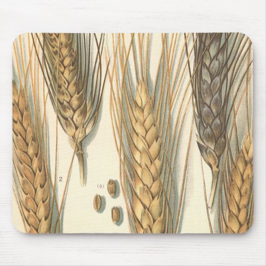Droogteresistente tarweplant, vintage landbouw muismat (Voorkant)