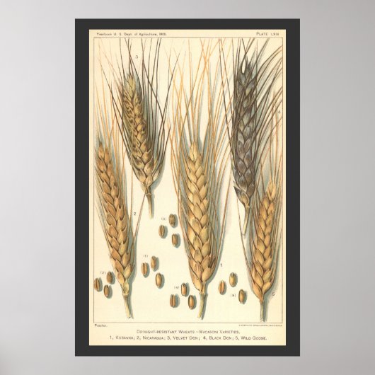 Droogteresistente tarweplant, vintage landbouw poster (Voorkant)