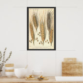 Droogteresistente tarweplant, vintage landbouw poster (Keuken)