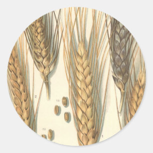 Droogteresistente tarweplant, vintage landbouw ronde sticker