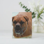 Drooling Bordeaux Mastiff Briefkaart (Staand voorkant)