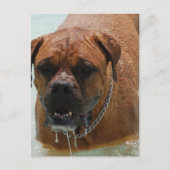 Drooling Bordeaux Mastiff Briefkaart (Voorkant)