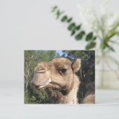 Drooling Camel Briefkaart (Staand voorkant)