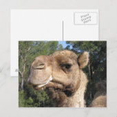 Drooling Camel Briefkaart (Voorkant / Achterkant)
