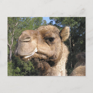 Drooling Camel Briefkaart