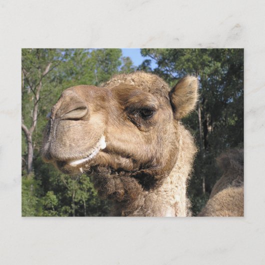Drooling Camel Briefkaart (Voorkant)