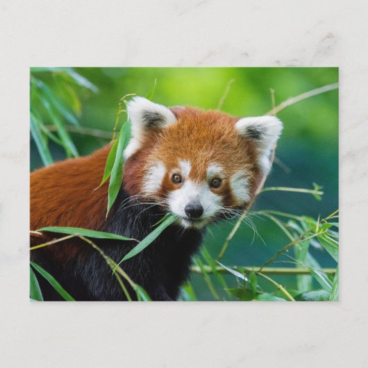 Droomblik - De Rode Panda Briefkaart (Voorkant)
