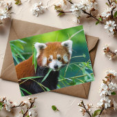 Droomblik - De Rode Panda Briefkaart