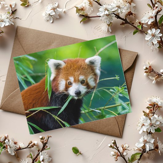 Droomblik - De Rode Panda Briefkaart