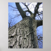 Droomboom Poster (Voorkant)