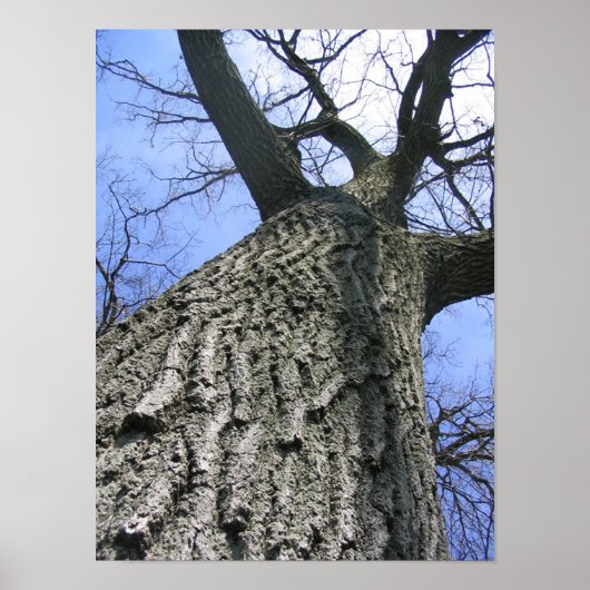 Droomboom Poster (Voorkant)