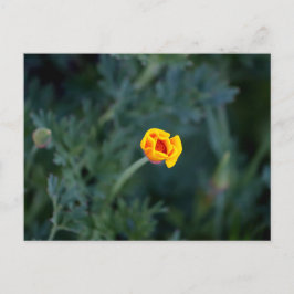 DroomCalifornië-papaverPoster Briefkaart