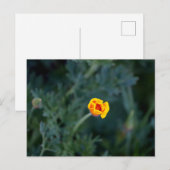 DroomCalifornië-papaverPoster Briefkaart (Voorkant / Achterkant)