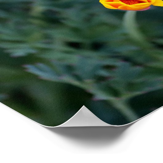 DroomCalifornië-papaverPoster Poster (Hoek)