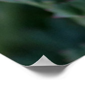 DroomCalifornië-papaverPoster Poster (Hoek)