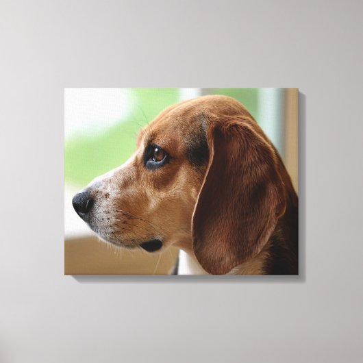 Droomende Beagle Canvas Afdruk (Voorkant)