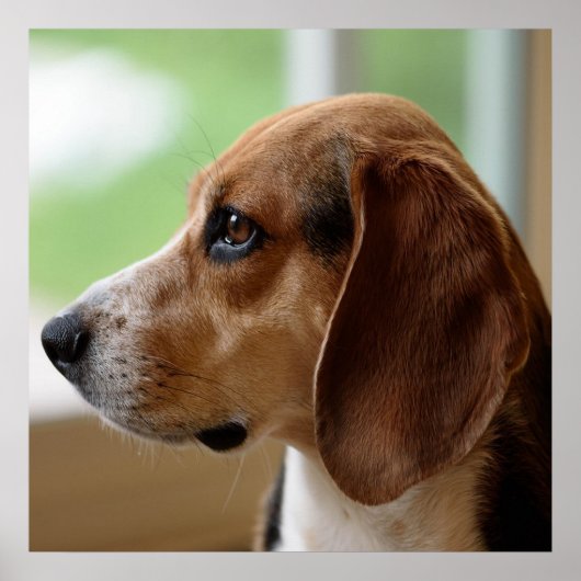 Droomende Beagle Poster (Voorkant)