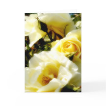 Droomgele rozen AH2010