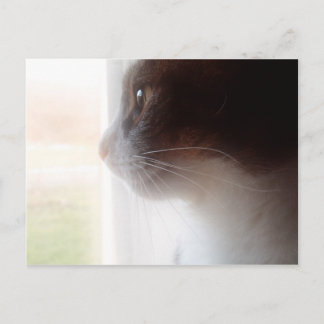 droomkat briefkaart