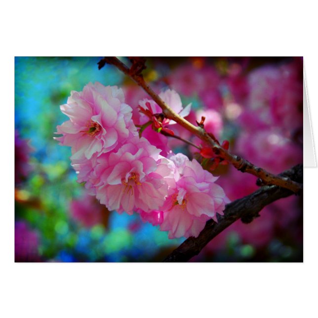 droomland (Voorkant Horizontaal)