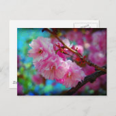 Droomland, torenbloesem in Korea Briefkaart (Voorkant / Achterkant)