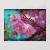 Droomland, torenbloesem in Korea Briefkaart (Voorkant)