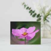 Droomroze Cosmos Flower Natuur Briefkaart (Staand voorkant)