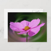 Droomroze Cosmos Flower Natuur Briefkaart (Voorkant / Achterkant)